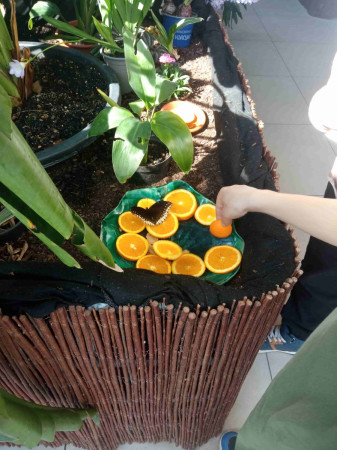 Motyl siedzi na rozkrojonej pomarańczy, a uczeń wyciąga rękę w kierunku owocu, zdjęcie 3 z 5