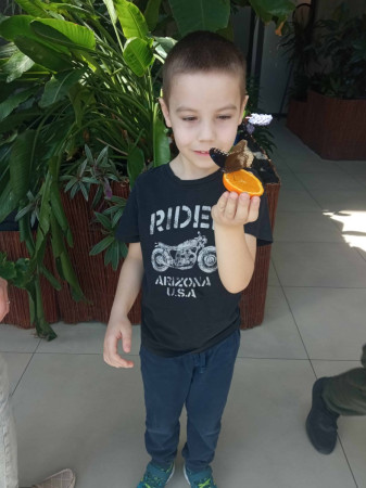 Zafascynowany uczeń przygląda się kolorowemu motylowi, który usiadł na trzymanym w ręku plastrze pomarańczy, zdjęcie 4 z 5