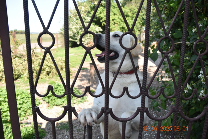 Biały pies opiera się o ogrodzenie schroniska w Łętkowicach, wyglądając na radosnego, zdjęcie 1 z 5