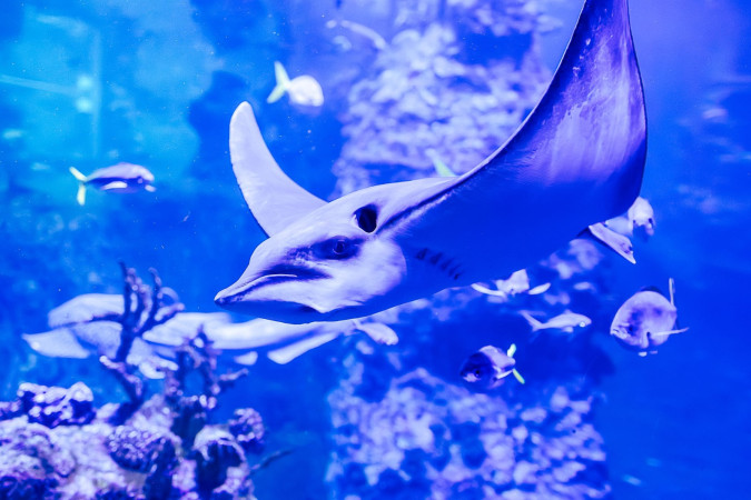 Spotkanie oko w oko z podwodnym światem, zdjęcie 9 z 10